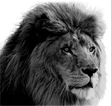 lion
